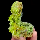 specimen video