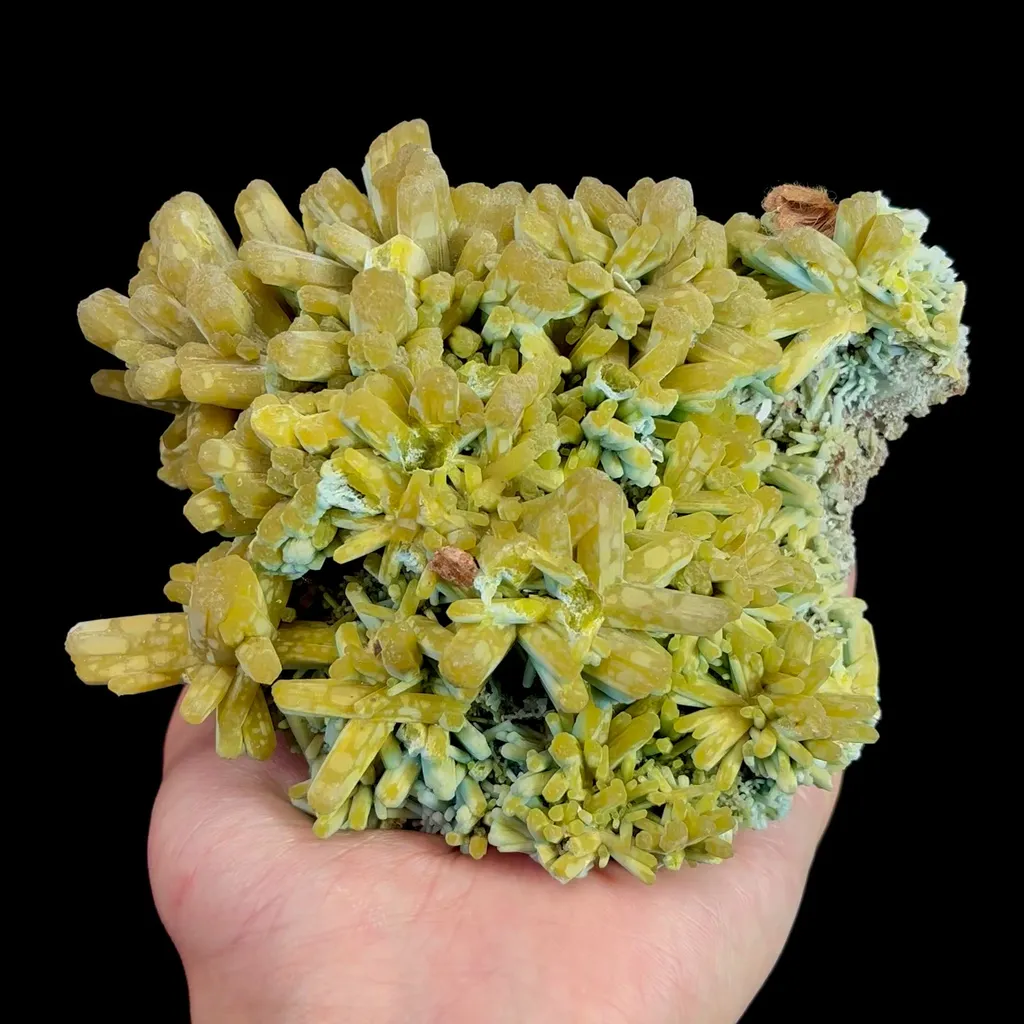 specimen video