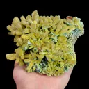 specimen video