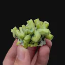 specimen video