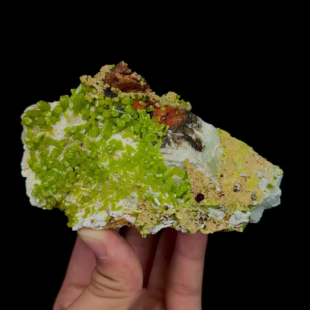 specimen video