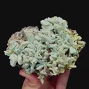 specimen video