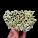 specimen video