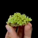 Natural Pyromorphite Mineral Specimen,High Quality Specimen,GUILIN,GUANGXI,CHINA(48*29*28mm) - image 5