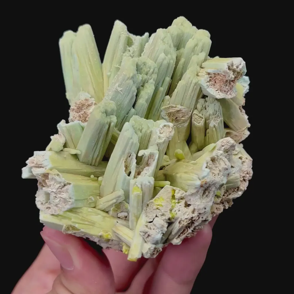 specimen video