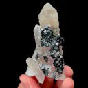 specimen video
