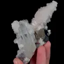 specimen video