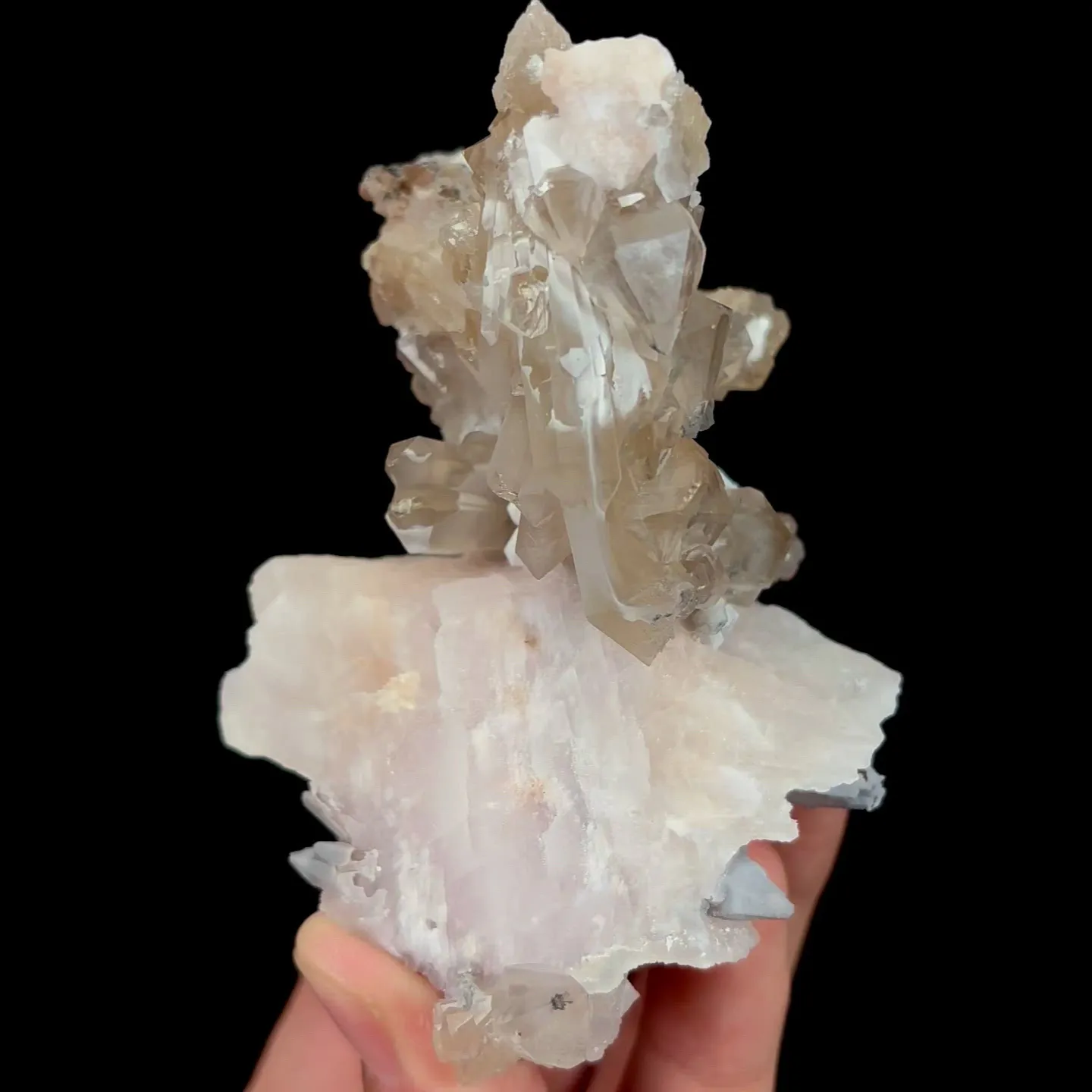 specimen video