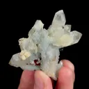 specimen video