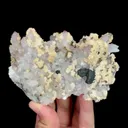specimen video