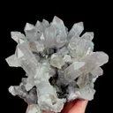 specimen video