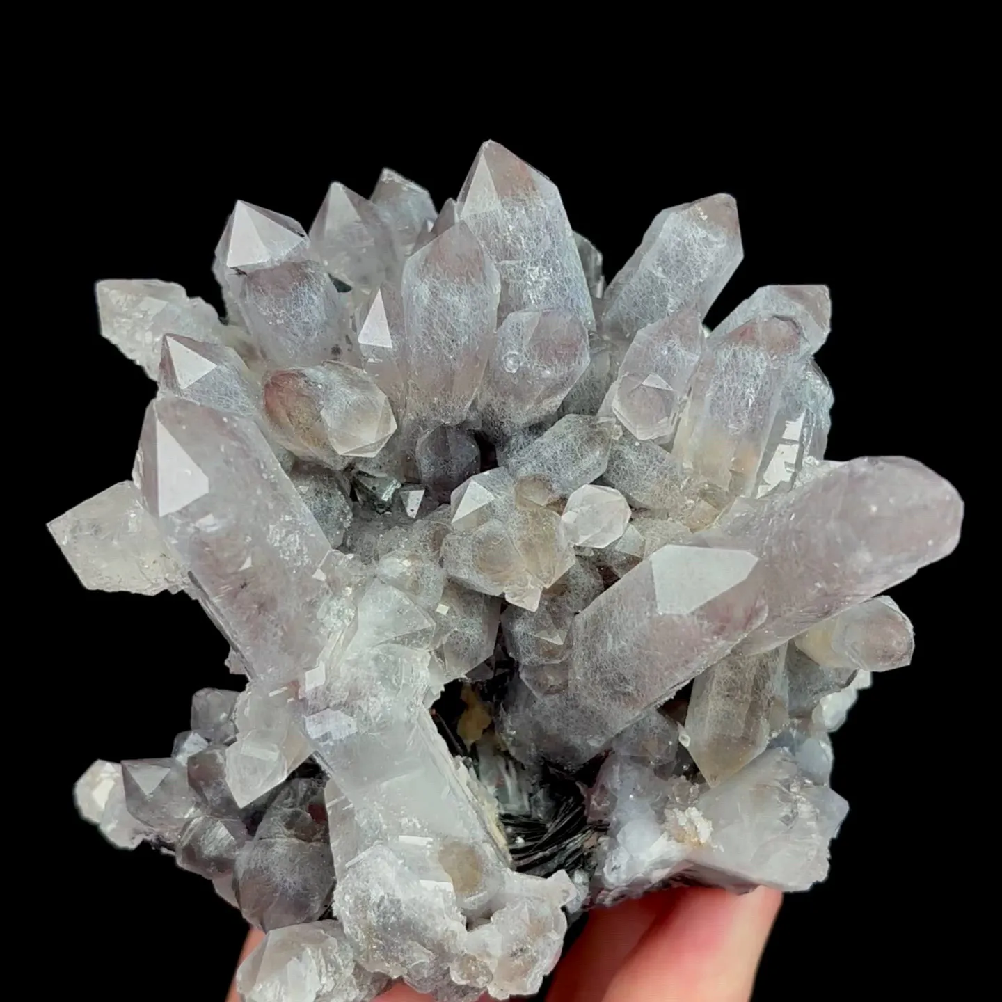 specimen video