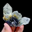 specimen video