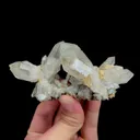 specimen video