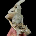 specimen video