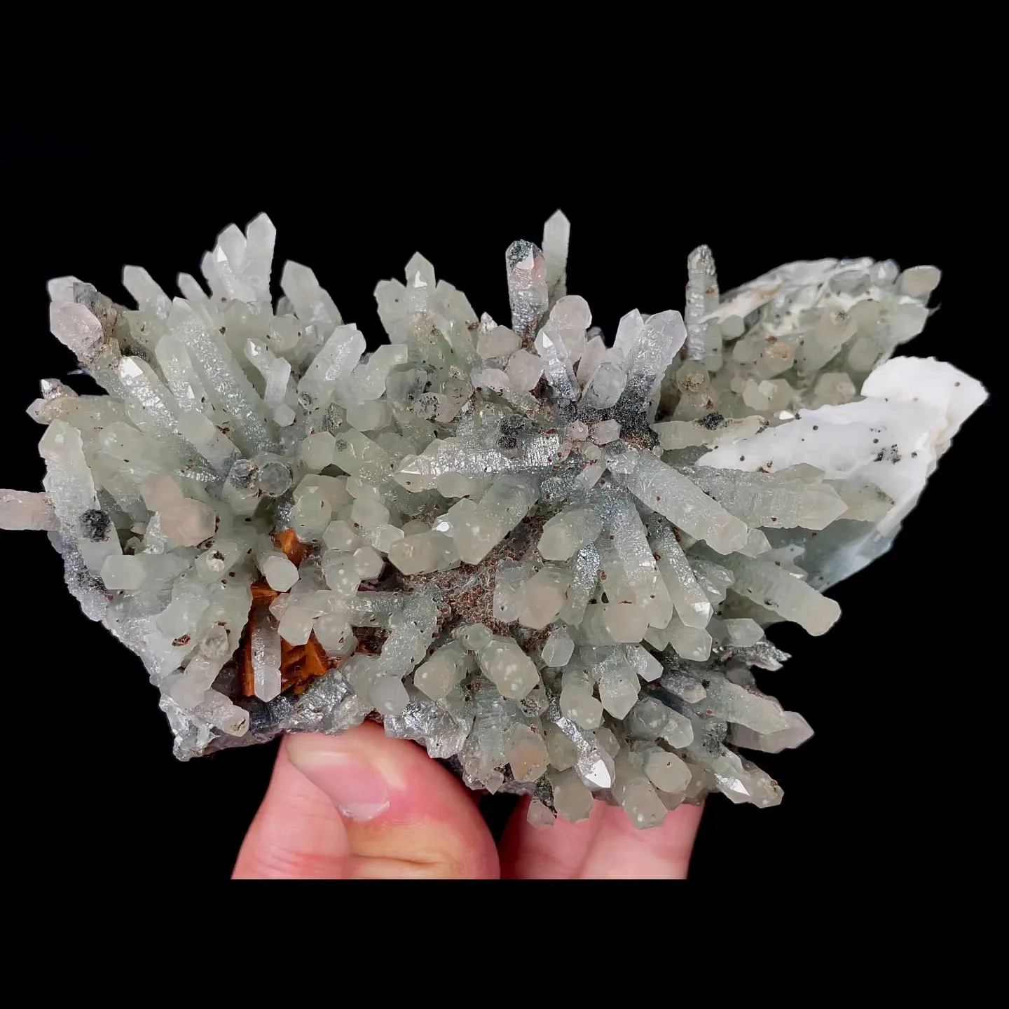 specimen video