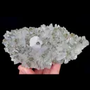 specimen video