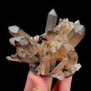 specimen video
