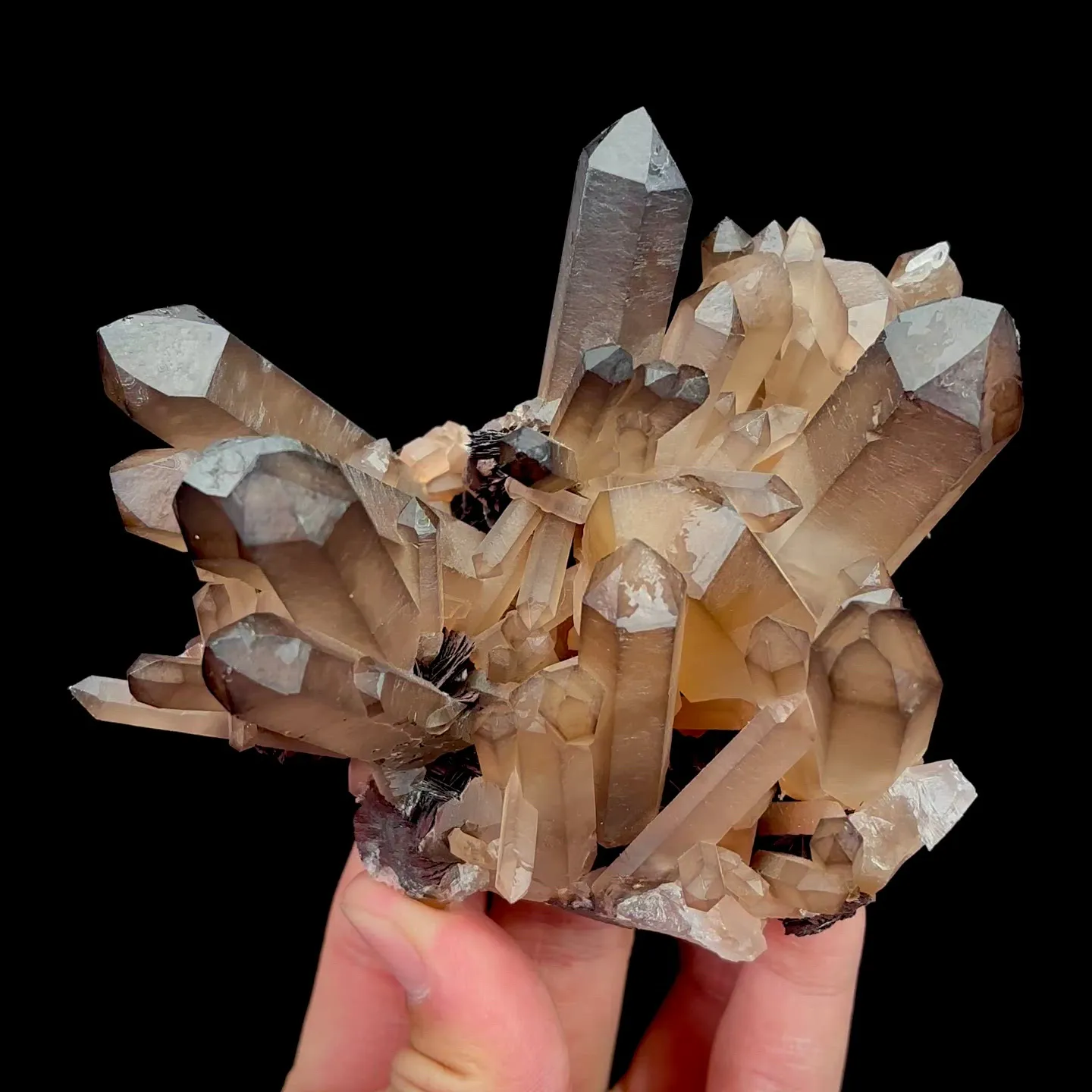 specimen video