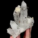 specimen video
