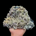 specimen video