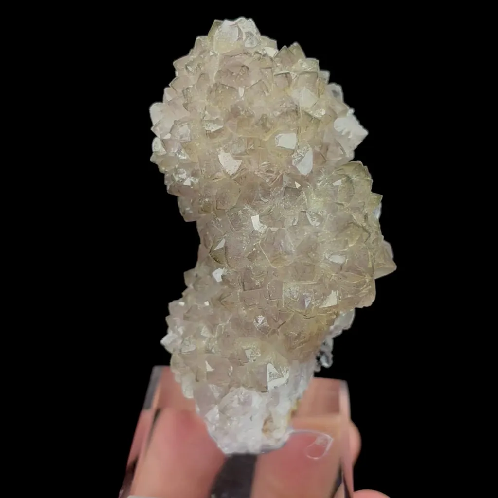 specimen video