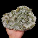 specimen video