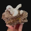 specimen video