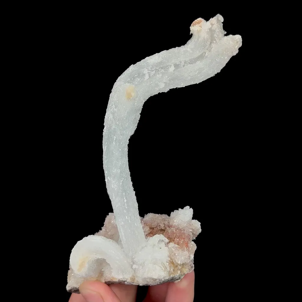 specimen video