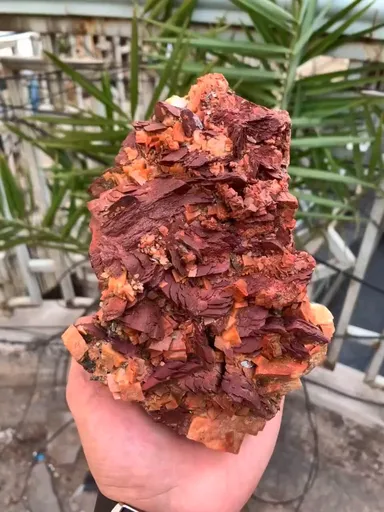 specimen video