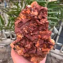 specimen video