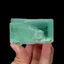 specimen video