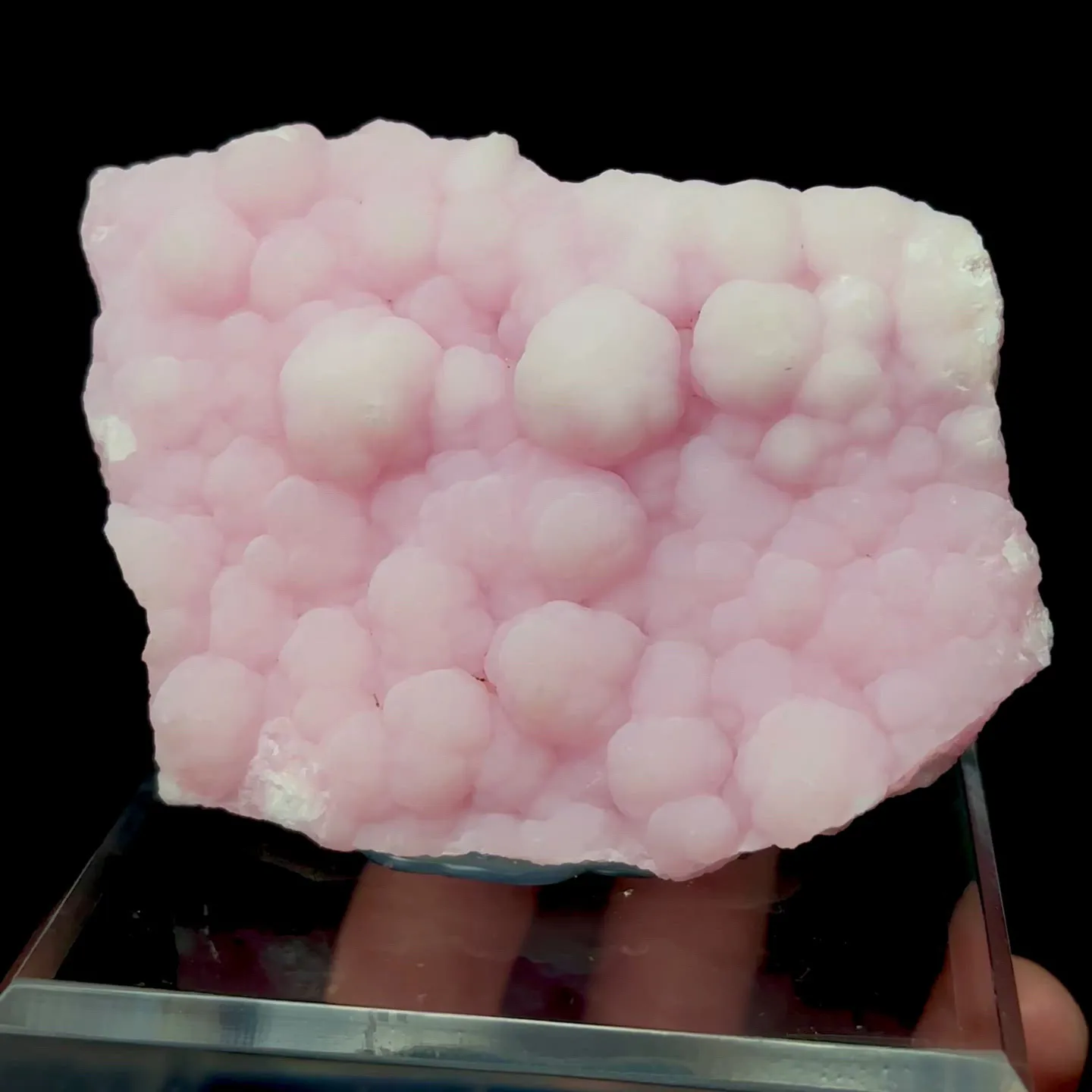 specimen video