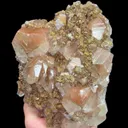 specimen video