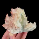specimen video