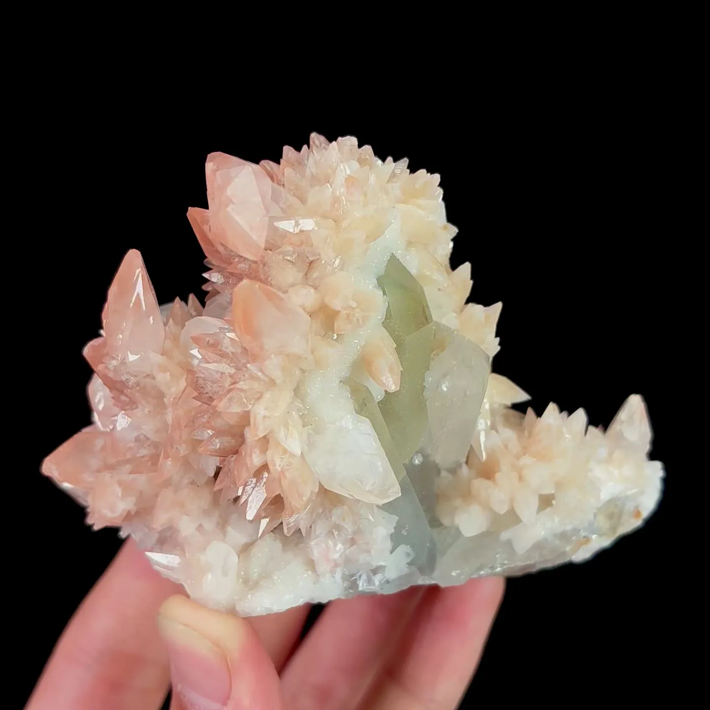 specimen video