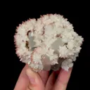 specimen video