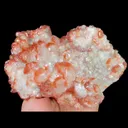 specimen video
