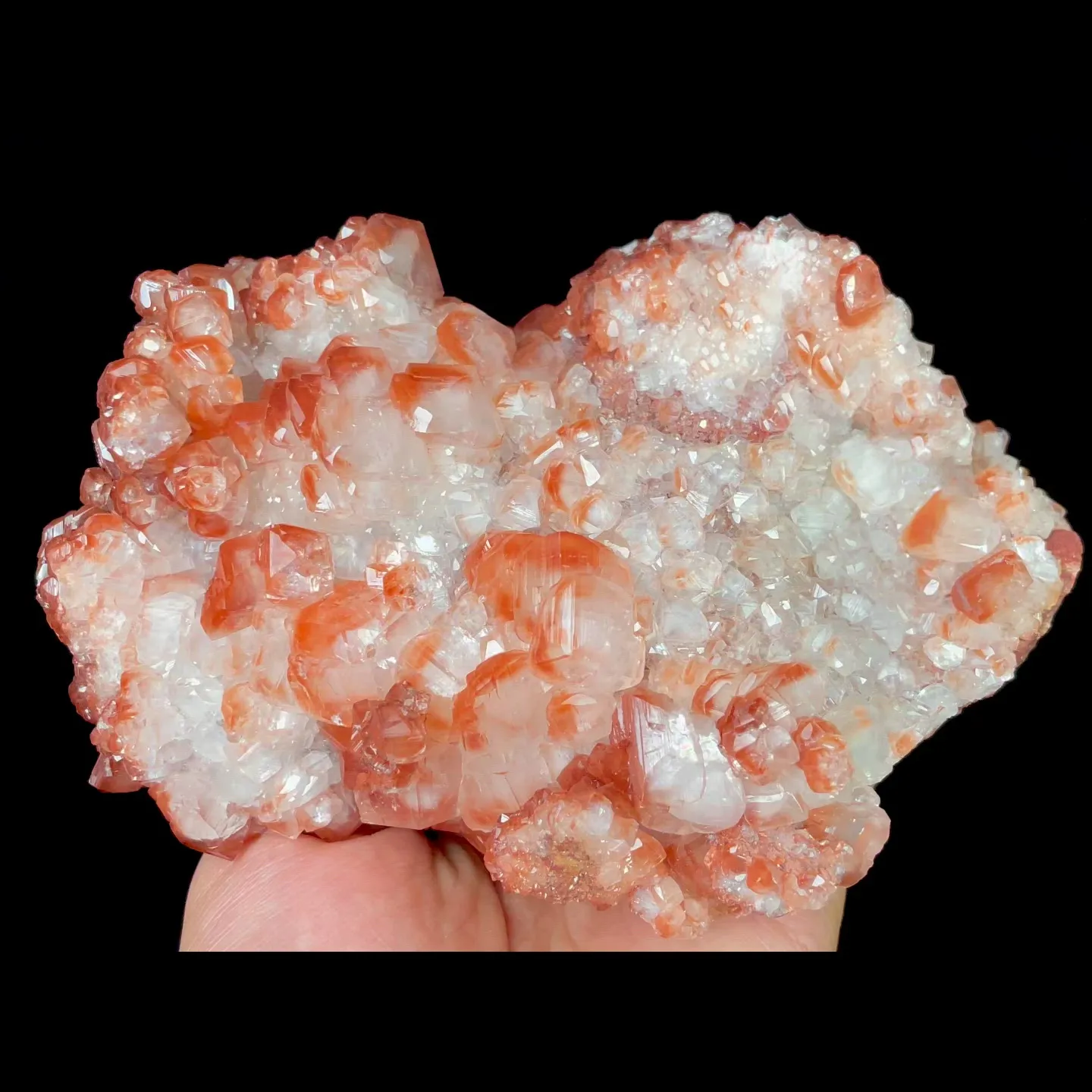 specimen video
