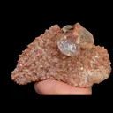 specimen video