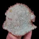 specimen video