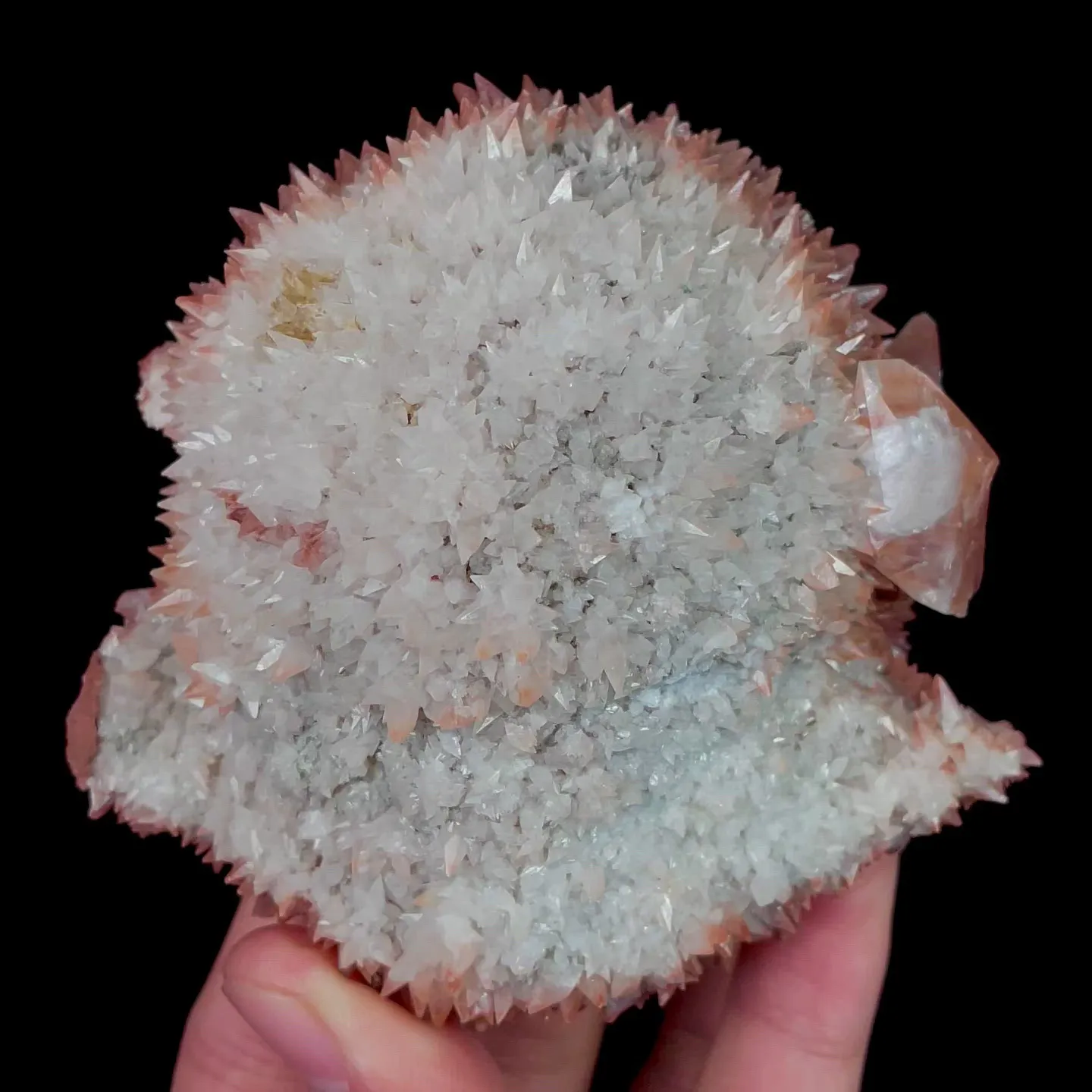 specimen video