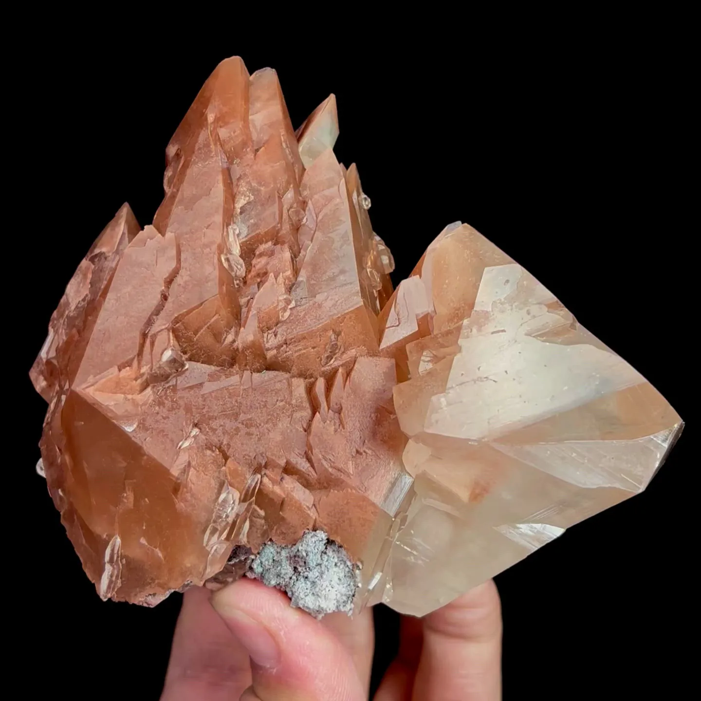 specimen video