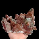 specimen video