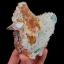 specimen video