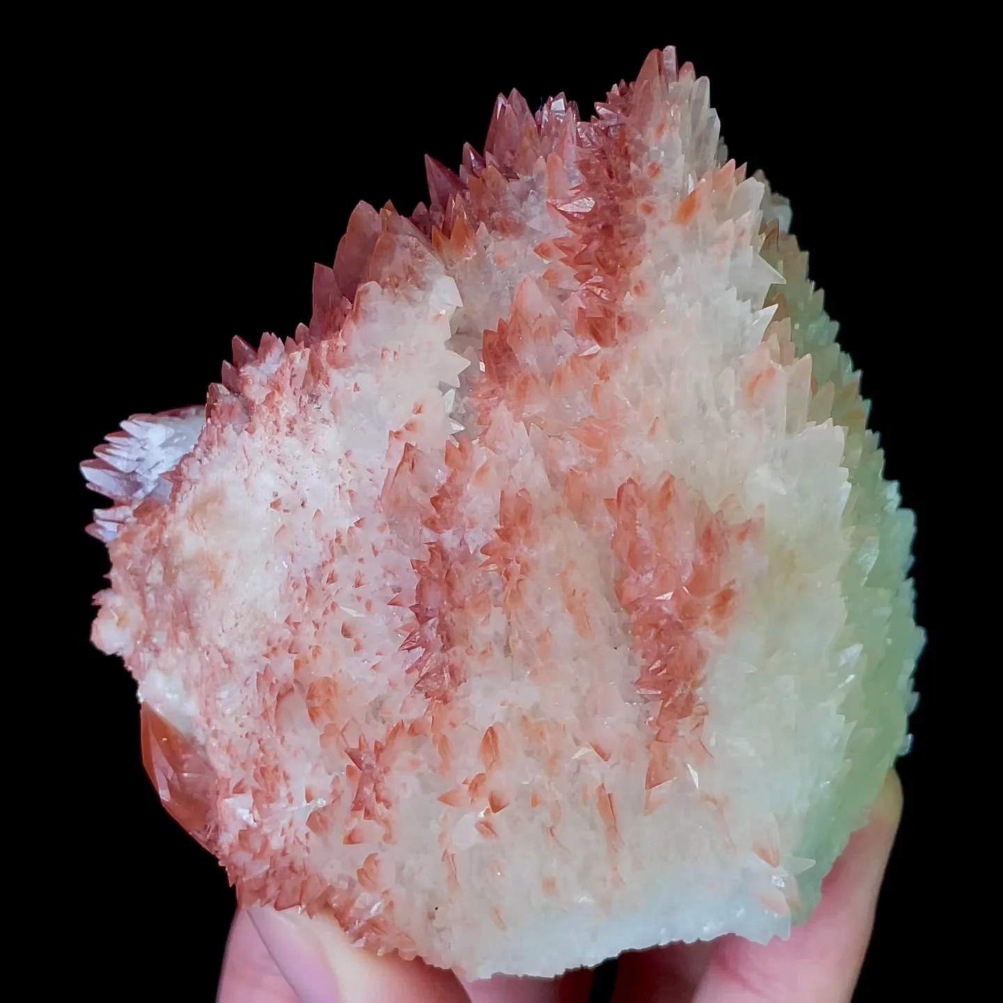 specimen video