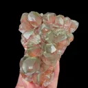 specimen video