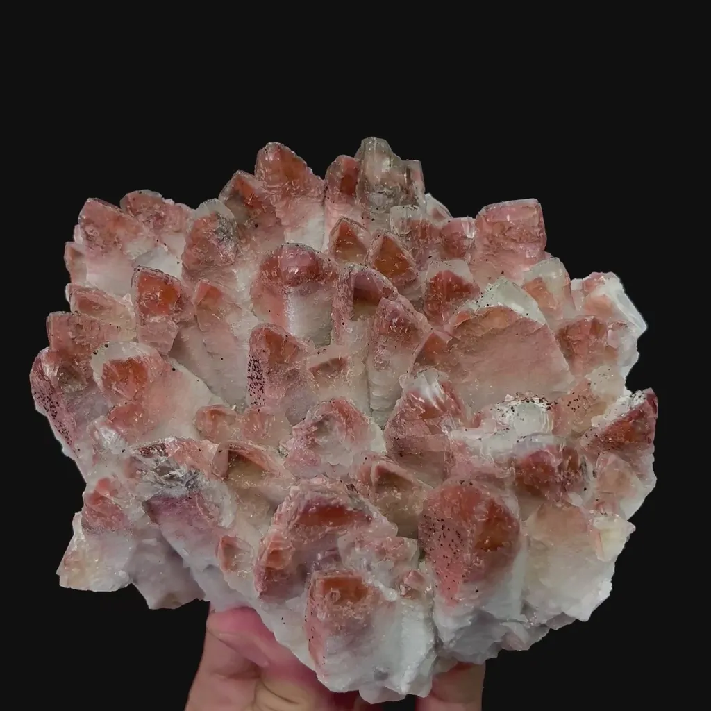 specimen video