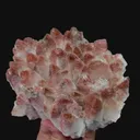 specimen video