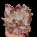 specimen video